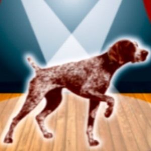 Meet your Posher, Joey